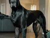 dogue-allemand-chien-plus-grand-du-monde