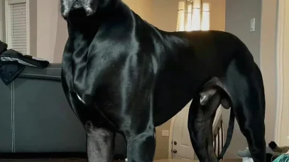 dogue-allemand-chien-plus-grand-du-monde